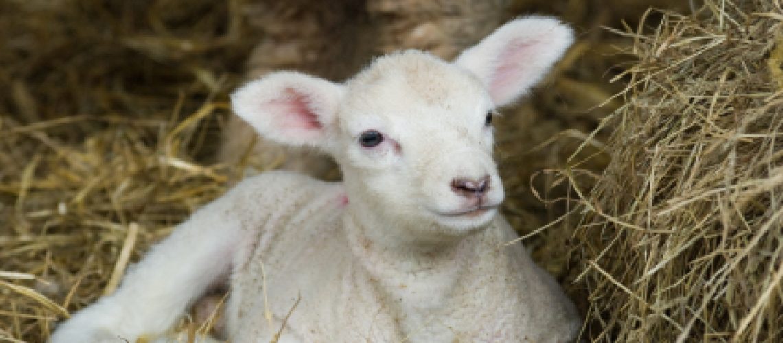 Newborn Spring Lamb laying in hay.